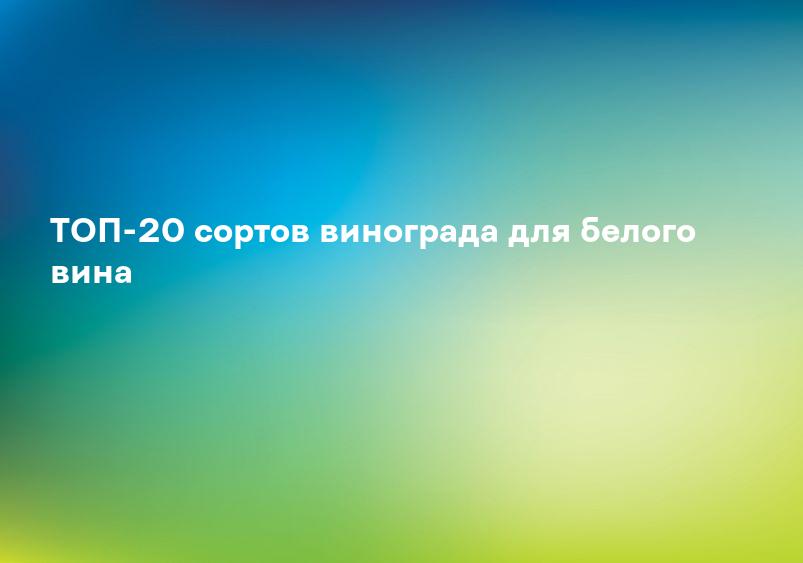 ТОП-20 сортов винограда для белого вина